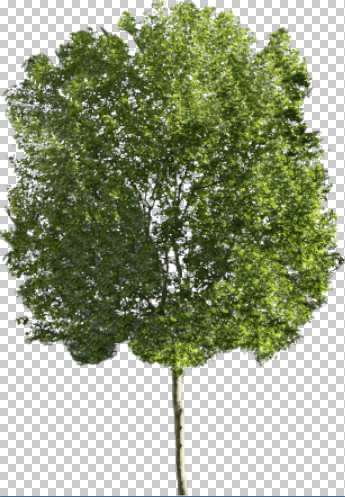 platanus